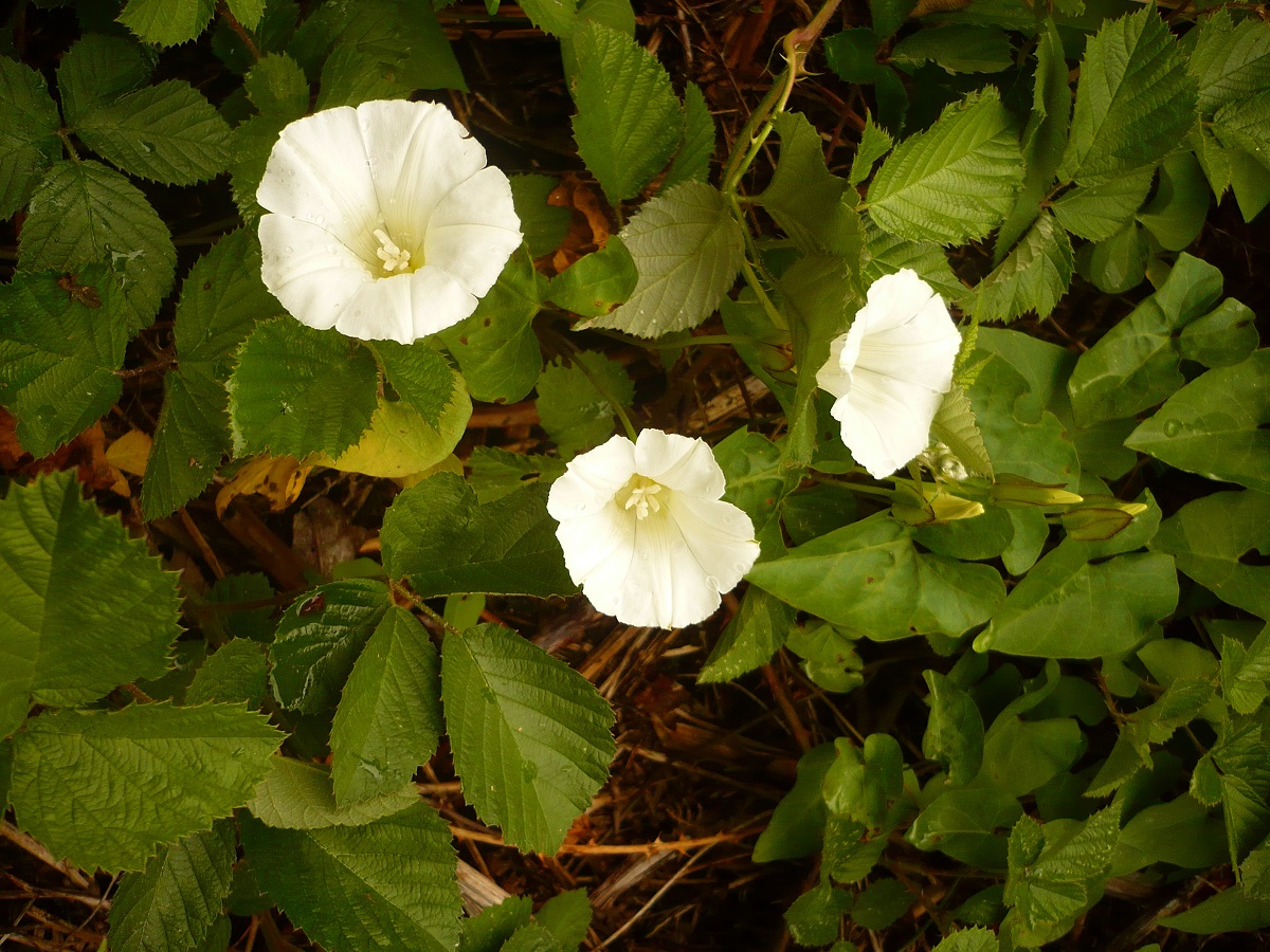 Convolvulus sepium (Convolvulaceae)